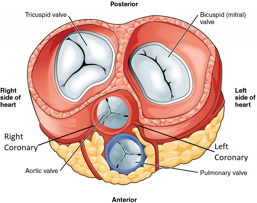 Anatomy of the Right Breast - Trial Exhibits Inc.