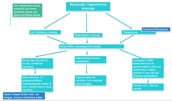 Understanding The Types Of Anemia Nursing Ceu Nursing Ce Central