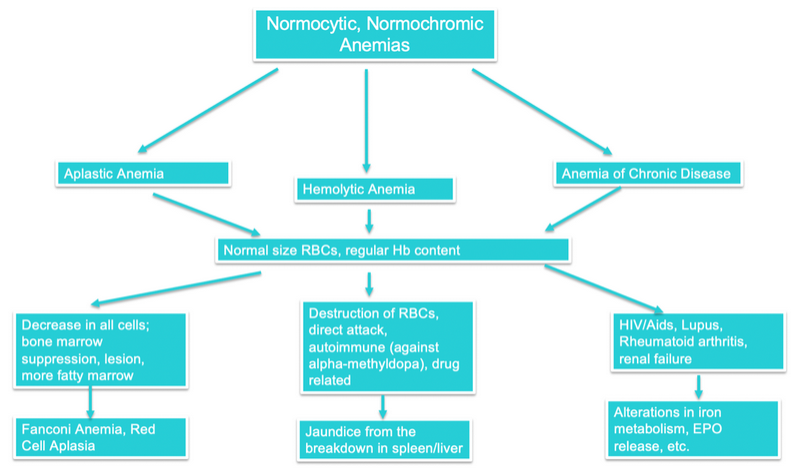 Understanding The Types Of Anemia Nursing Ceu Nursing Ce Central 7983