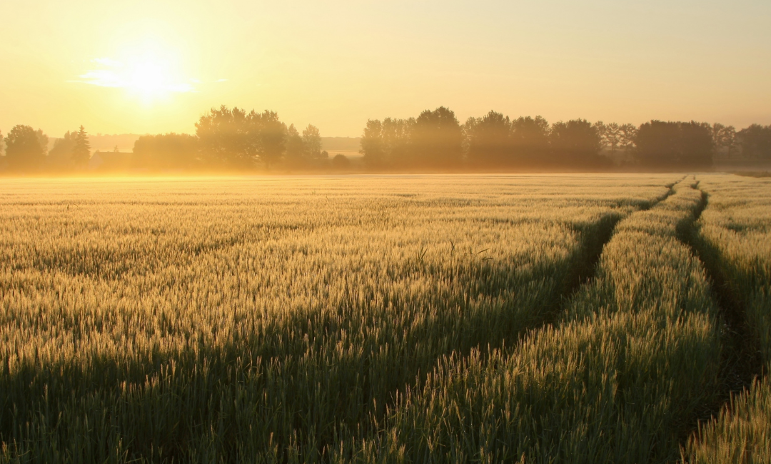 Planting Seeds to Cultivate the Rural Nursing Landscape